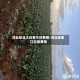 河北张北大白菜今日费用/河北张家口白菜费用