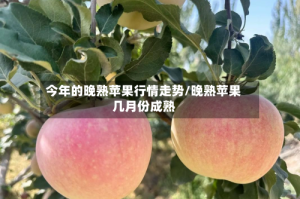 今年的晚熟苹果行情走势/晚熟苹果几月份成熟