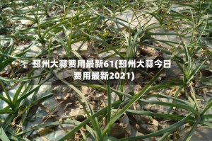 邳州大蒜费用最新61(邳州大蒜今日费用最新2021)