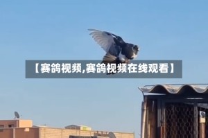 【赛鸽视频,赛鸽视频在线观看】