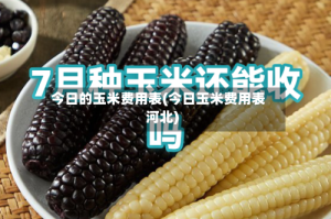今日的玉米费用表(今日玉米费用表河北)