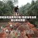 棕榈油毛油费用行情/棕榈油毛油费用行情走势图