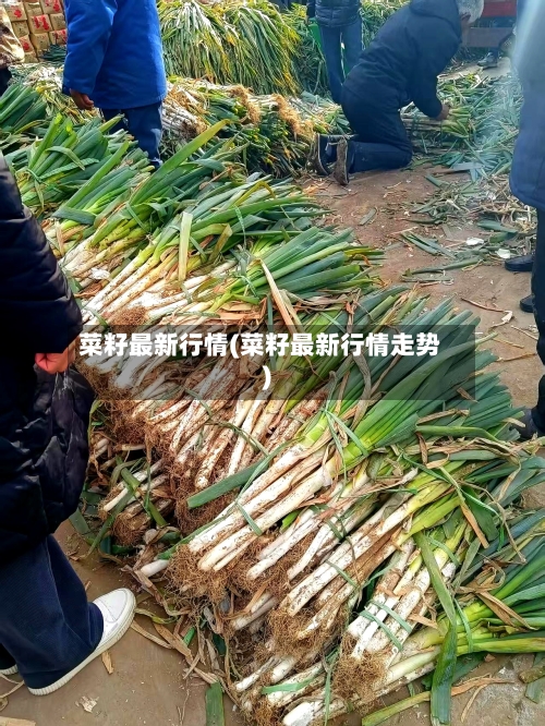 菜籽最新行情(菜籽最新行情走势)-第2张图片