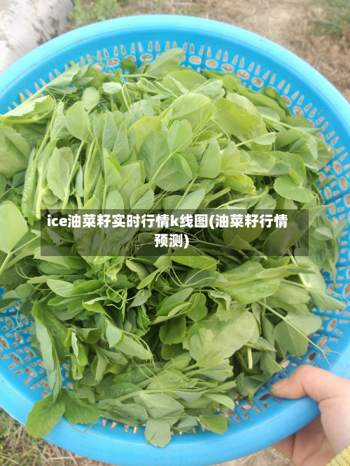 ice油菜籽实时行情k线图(油菜籽行情预测)-第1张图片