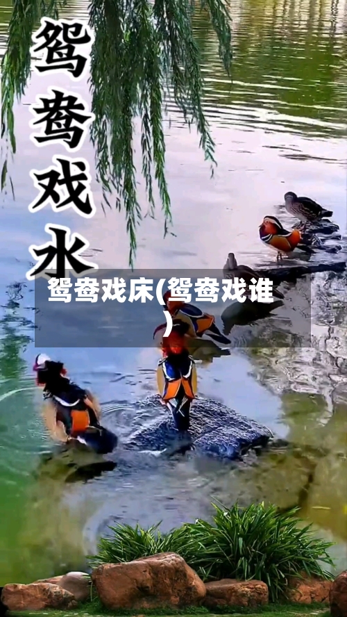 鸳鸯戏床(鸳鸯戏谁)-第1张图片