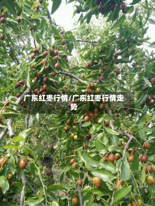 广东红枣行情/广东红枣行情走势-第3张图片