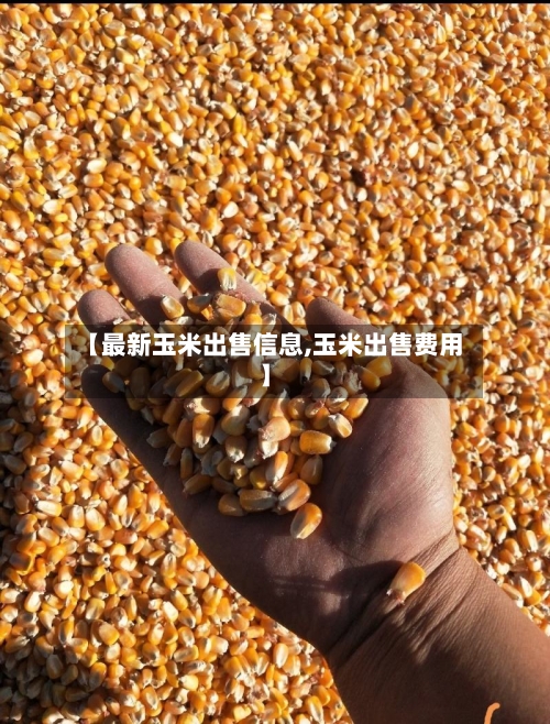 【最新玉米出售信息,玉米出售费用】-第3张图片