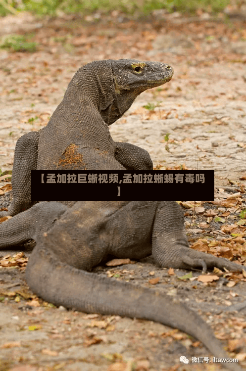 【孟加拉巨蜥视频,孟加拉蜥蜴有毒吗】-第1张图片