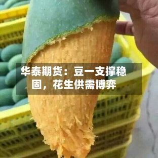 华泰期货：豆一支撑稳固，花生供需博弈-第1张图片