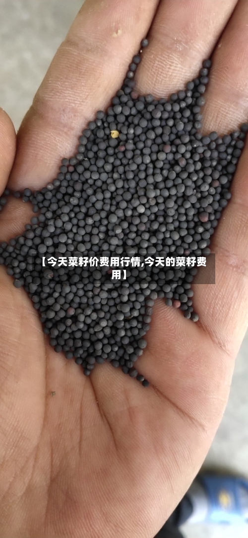 【今天菜籽价费用行情,今天的菜籽费用】-第1张图片