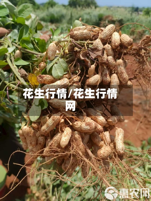 花生行情/花生行情网-第2张图片