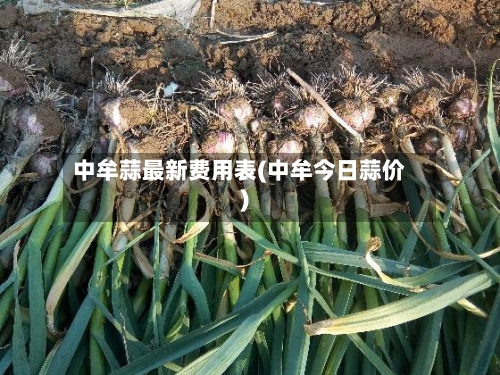 中牟蒜最新费用表(中牟今日蒜价)-第2张图片