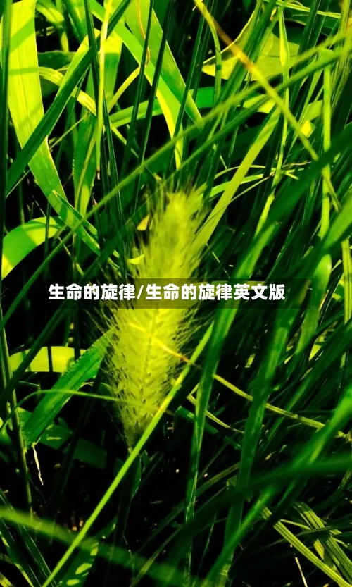 生命的旋律/生命的旋律英文版-第1张图片