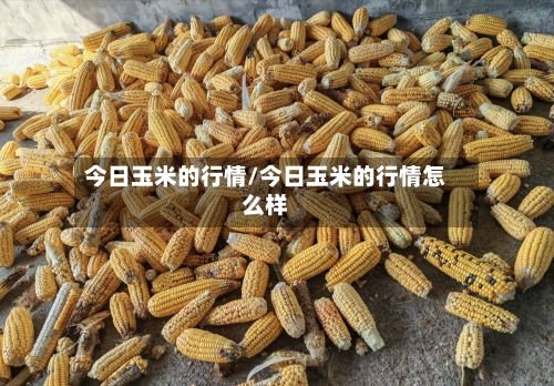 今日玉米的行情/今日玉米的行情怎么样-第1张图片