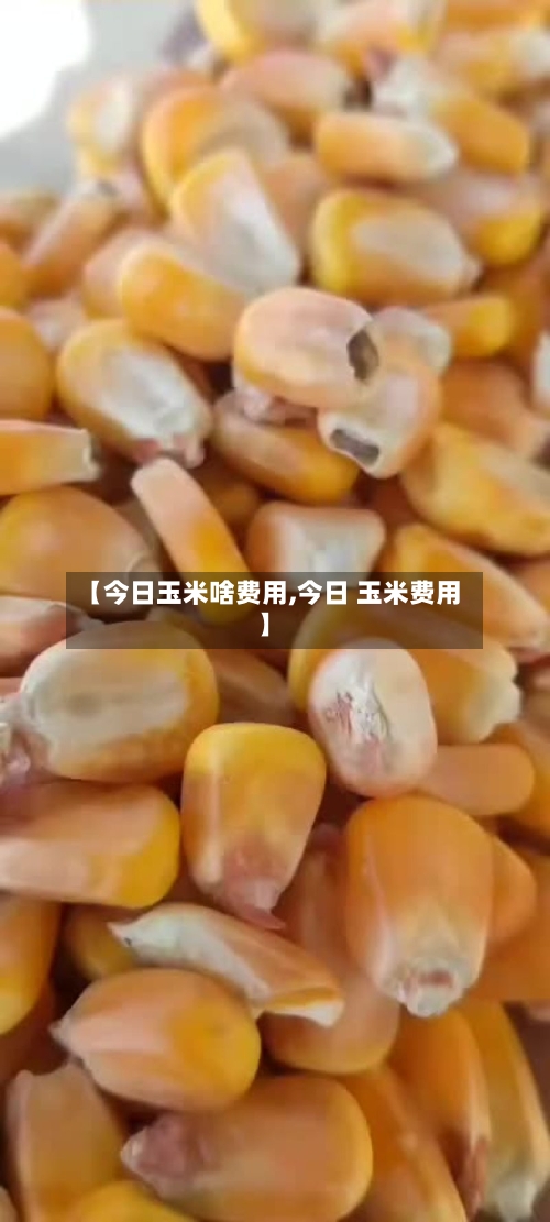 【今日玉米啥费用,今日 玉米费用】-第2张图片