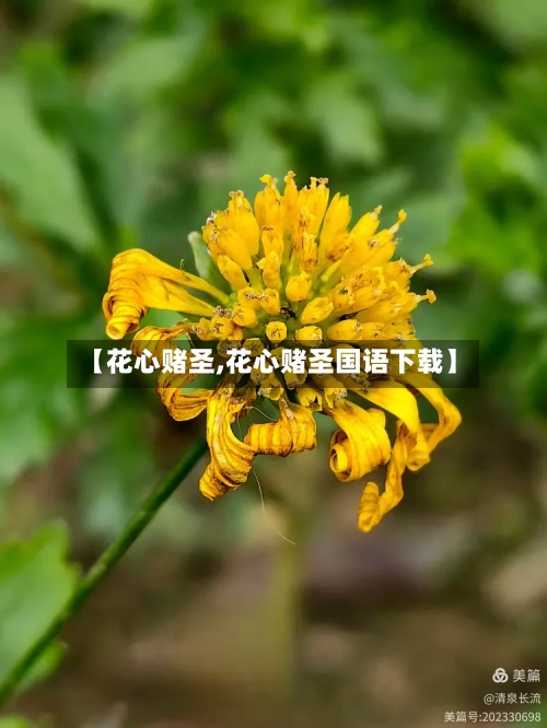 【花心赌圣,花心赌圣国语下载】-第2张图片
