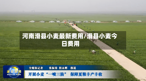 河南滑县小麦最新费用/滑县小麦今日费用-第2张图片
