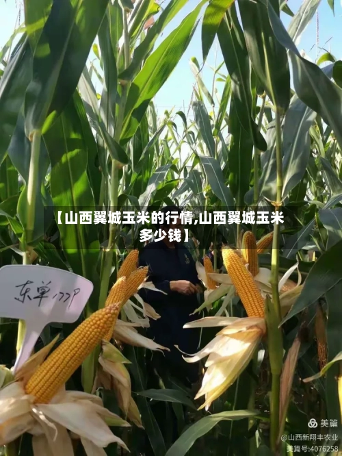 【山西翼城玉米的行情,山西翼城玉米多少钱】-第3张图片