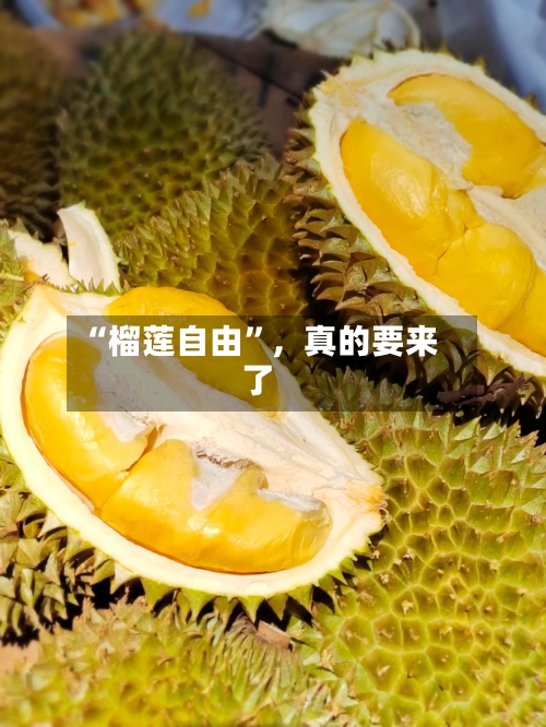 “榴莲自由	”，真的要来了-第1张图片