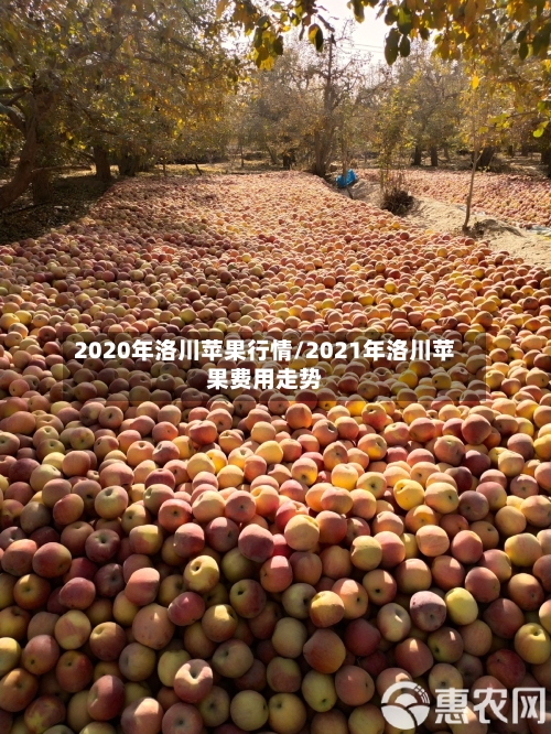 2020年洛川苹果行情/2021年洛川苹果费用走势-第1张图片