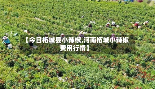【今日柘城县小辣椒,河南柘城小辣椒费用行情】-第3张图片