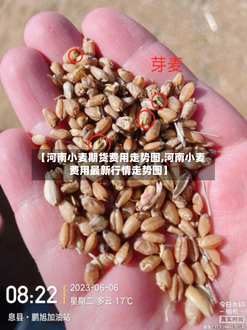 【河南小麦期货费用走势图,河南小麦费用最新行情走势图】-第2张图片