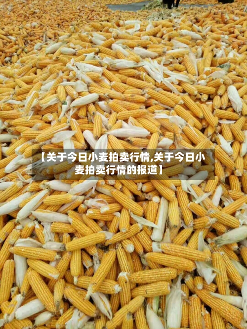 【关于今日小麦拍卖行情,关于今日小麦拍卖行情的报道】-第1张图片