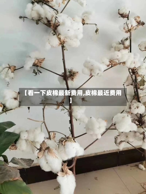 【看一下皮棉最新费用,皮棉最近费用】-第2张图片