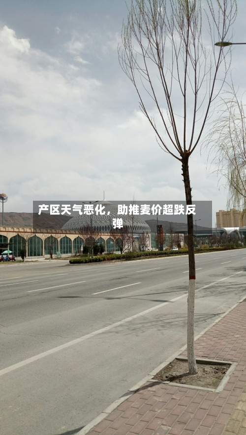 产区天气恶化，助推麦价超跌反弹-第2张图片