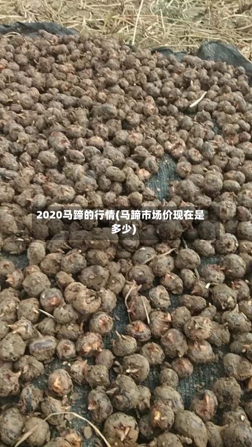 2020马蹄的行情(马蹄市场价现在是多少)-第1张图片