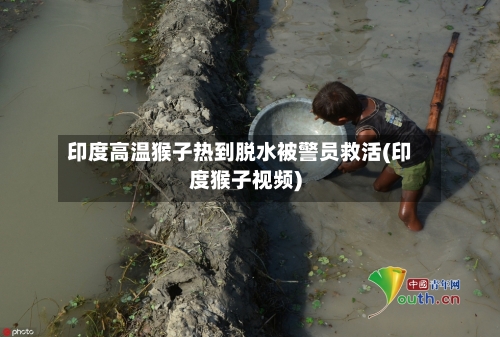 印度高温猴子热到脱水被警员救活(印度猴子视频)-第1张图片