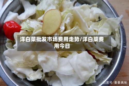 洋白菜批发市场费用走势/洋白菜费用今日-第1张图片