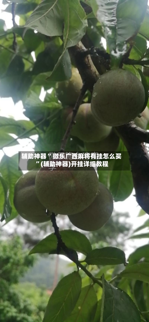 辅助神器“ 微乐广西麻将有挂怎么买 ”(辅助神器)开挂详细教程-第3张图片