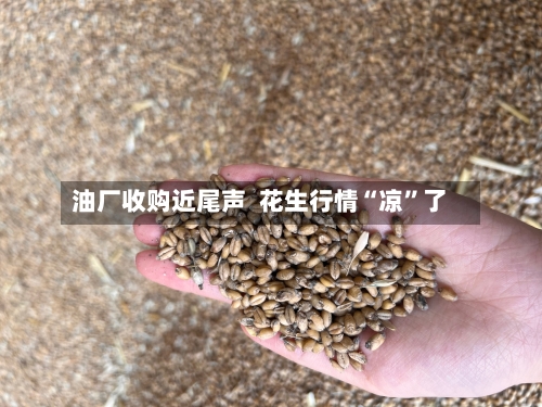 油厂收购近尾声  花生行情“凉”了-第2张图片