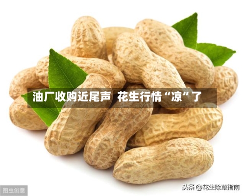 油厂收购近尾声  花生行情“凉	”了-第3张图片