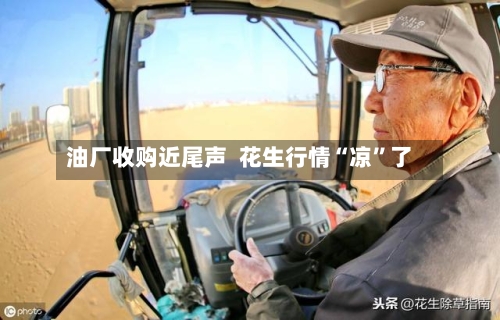 油厂收购近尾声  花生行情“凉”了-第1张图片