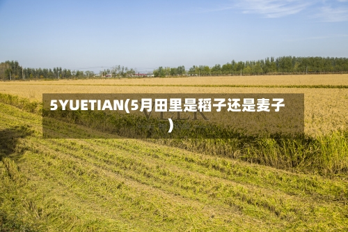 5YUETIAN(5月田里是稻子还是麦子)-第1张图片